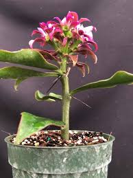 Image result for Pereskia