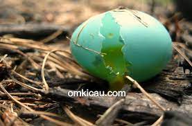 Check spelling or type a new query. Mengatasi Telur Retak Agar Bisa Menetas Sempurna Om Kicau