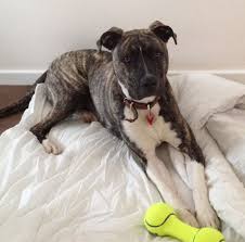 American bulldog/brindle boxer mix 61.91 miles. Pin On Doggy Delights