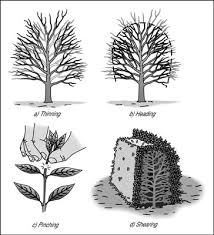 The general rule of thumb is to prune during early spring or mid to late winter. How To Prune Plants Dummies