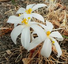 Image result for Gethyllis