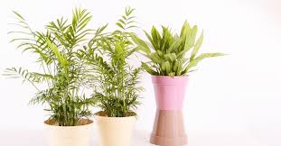 995 likes · 24 talking about this · 71 were here. 9 Best Places To Buy Plants In Dubai Dubai Ofw