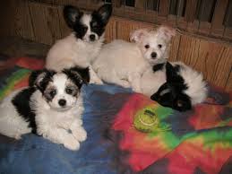 Black And White Papillon Shih Tzu Mix Maltese Papillon Mix Puppies With Images Papillon Mix Puppies Maltese Puppy