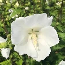 Rose of Sharon