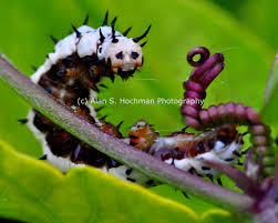 Big Black Caterpillar With Orange Stripes Zebra Longwing Caterpillar At Enchanted Forest Park Forest Park Enchanted Forest Zebra