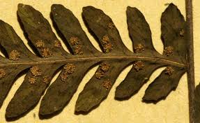 Image result for Arthropteris
