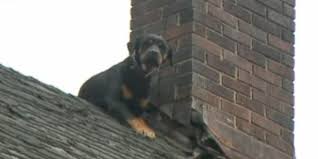 Pets4homes is the uks most popular free pet advertising site for pets for adoption. Firefighters Rescue Dog Stranded On Roof For Several Days The Dogington Post