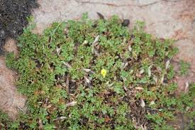 Image result for Lotononis stipulosa