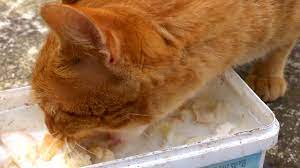 yemek yiyen kedi youtube