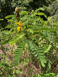 Image result for Senna didymobotrya