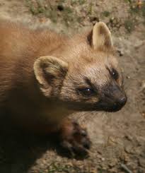 Look At That Cute Little Face Creepy Animals Animals Pine Marten