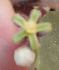 Image result for Tapinanthus