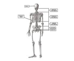 Maybe you would like to learn more about one of these? Crossfit Basic Structure Of The Vertebrae