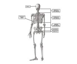 Properly dispose of the gloves and contents of. Crossfit Basic Structure Of The Vertebrae