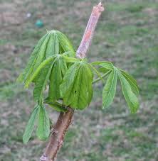 Image result for Manihot grahamii