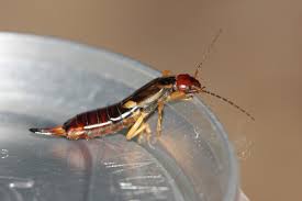 100% silk (exclusive of elastic). Get Rid Of Earwigs Earwig Control Treatment Info