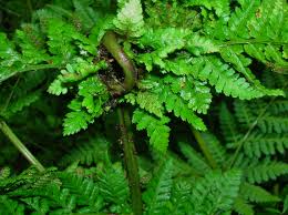 Image result for Physotrichia