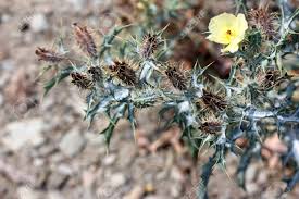 Image result for Argemone ochroleuca