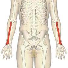 The radius and ulna are the two long (and only) bones of the forearm, extending from the elbow to the wrist. The Radius Proximal Distal Shaft Teachmeanatomy