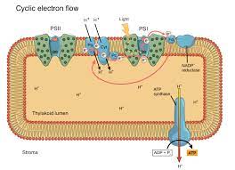 A _____ b _____ + _____ Light Dependent Reactions Photosynthesis Reaction Article Khan Academy