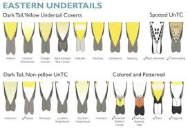 The Ultimate Warbler Field Identification Guide