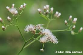 Image result for Vernonia cinerea