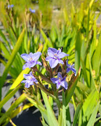 Image result for Aristea ecklonii