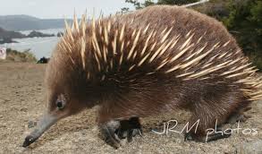 Long Beaked Or Long Nosed Echidna Lange Snuit Mierenegel Echidna Animals