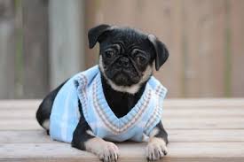 Black And Tan Pug Fairytailpuppies Where Pets Are Family Too Black Tan Pug Pug Puppies For Sale Pugs Pug Puppy