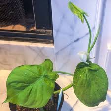 Philodendron Camposportoanum Philodendron Camposportoanum In Gardentags Plant Encyclopedia