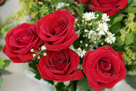 Resultado de imagem para rosas