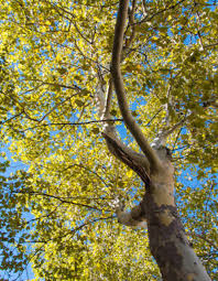 3.7 out of 5 stars 16. Native Shade And Flowering Trees For Sale Online Old House Trees