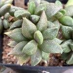 Image result for Anacampseros subnuda