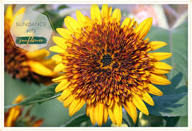 Sunflowers are often a healthy addition to deer feed; 15 Most Beautiful Types Of Sunflowers Ftd Com