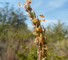 Image result for Hebenstretia