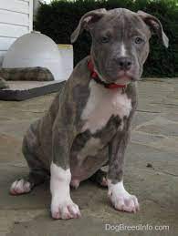 Pin On Pit Bulls