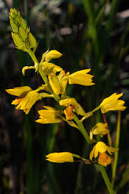 Image result for Orthochilus