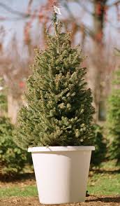In quebec, canada, an eastern white pine was sold for $47,000. Live Christmas Trees Worth The Effort Albuquerque Journal