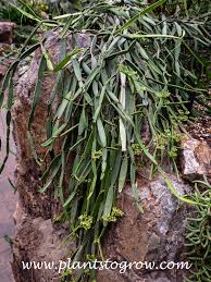 Image result for Duosperma quadrangulare