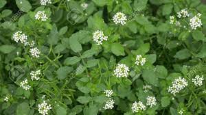 Add these flowering herbs and plants to your herb garden, they taste great and have beautiful blooms, too, from countryliving.com. Watercress Herb Garden Small White Plant Flowers Close Up Stock Photo Picture And Royalty Free Image Image 109647824