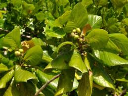 Image result for Guettarda