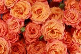 Spray Rose Mambo Fall Spray Roses Public Albums Sierra Flower Finder
