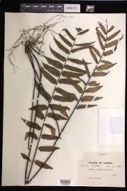 Image result for Pellaea doniana