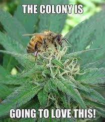 The best site to see, rate and share funny memes! Happy 420 Memes