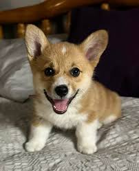 Corgi joy bundle from Faery Mount Farms