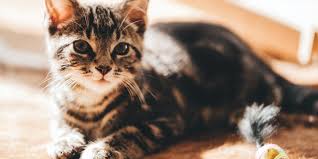 Sangat tersiksa bila si kucing tidak memiliki nafsu lagi, dan sebagai owner yang baik janganlah kalian berfikir untuk mencoba cara ini. 6 Cara Agar Kucing Tak Bab Sembarangan Halaman All Kompas Com