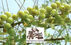 Image result for Phyllanthus boehmii