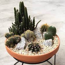 You can make your own compost and you can also buy compost. Garden Planning Cactus Garden Mini Cactus Garden Home Garden Garden Paths Modern Design Cactus Garden Design Indoor Cactus Garden Indoor Cactus