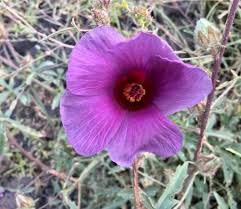 Image result for Hibiscus reekmansii
