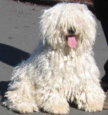 All About The Hungarian Puli The Mop Dog Mop Dog Protective Dog Breeds Puli Dog